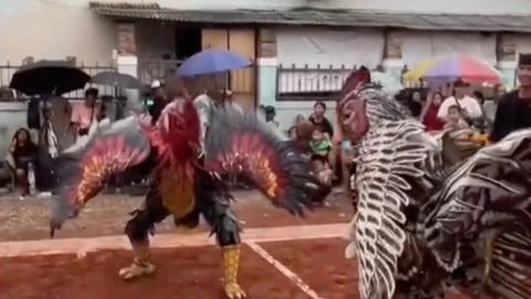 PELEA DE GALLOS THERIANS.png