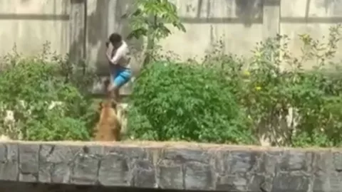 VIDEO SENSIBLE: Hombre con problemas mentales murió devorado por una leona en un zoológico en Brasil ¿Se quitó la vida?