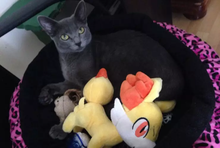 Gato con sus juguetes