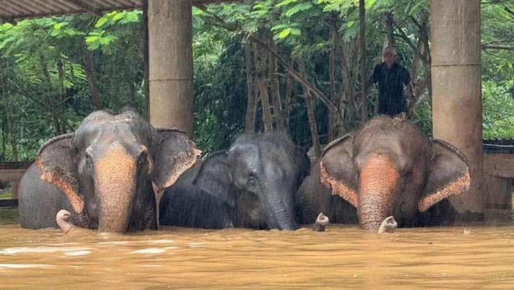 Evacuación de elefantes en santuario de Tailandia por inundaciones