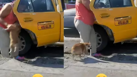 Perro Taxi.jpg