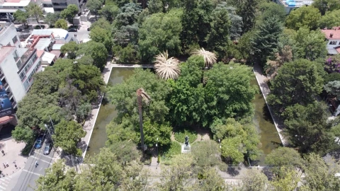 Esperanza para salvar a palmeras enfermas de Parque Lincoln