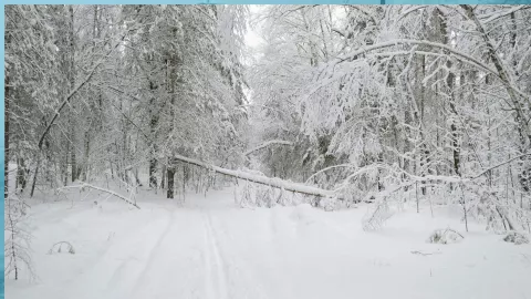 ¿Qué es el vórtice polar y cómo afectará al clima en México durante el 2026?
