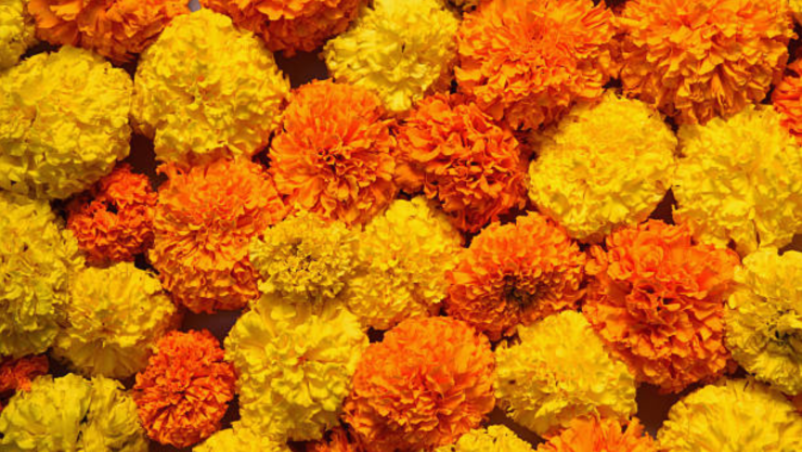 ¿Cómo conservar el cempasúchil después de Día de Muertos.png