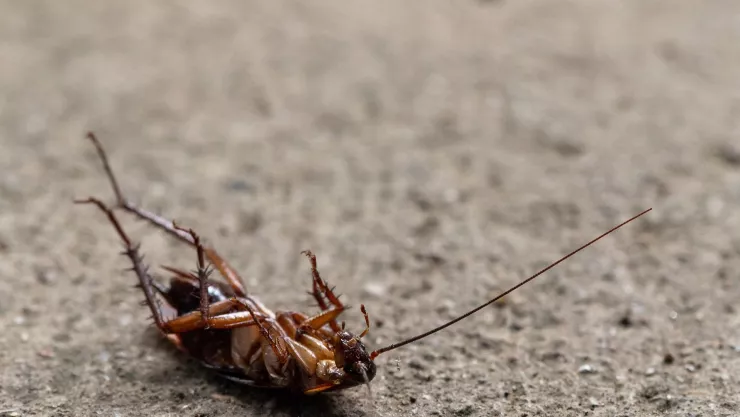 ¿Qué aplicar en las coladeras para mantener alejadas a las cucarachas?