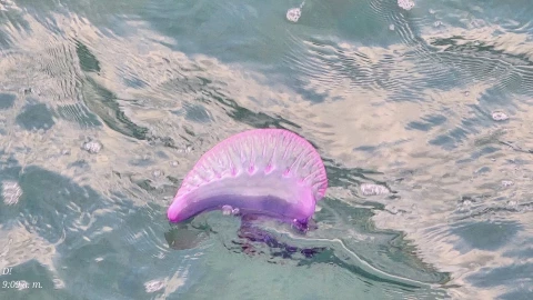 fragata portuguesa en cozumel (1).jpg