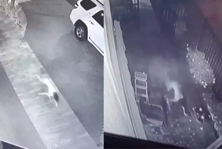 Captan a niña en perro en Tamaulipas