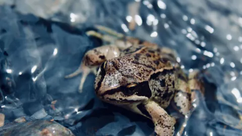 Hay un niño rescatista de sapos y ranas en Mérida