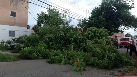 Enorme árbol de flamboyan cae sobre automóviles en Brisas