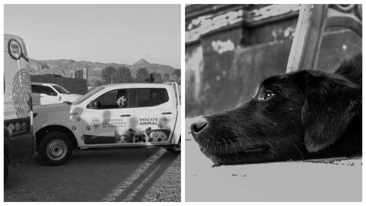 Investigan presunto ataque y asesinato de perros con chapopote en Chihuhua