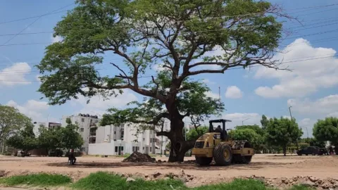 Especies de Sinaloa en peligro de extinción..jpg