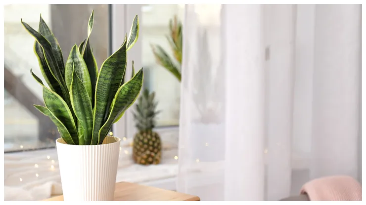 La Sansevieria también es conocida como lengua de suegra.