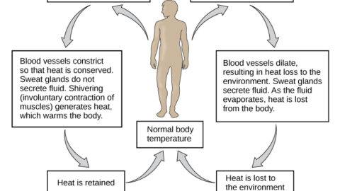 ¿Qué país de Latinoámerica que sería inhabitable debido al calor extremo?
