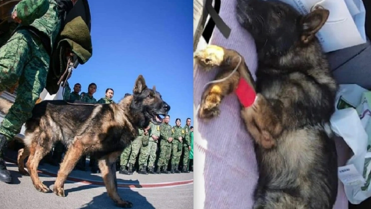 muere perrito rescatista mexicano proteo