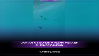 Captan a tiburón a plena vista en playa de Cancún