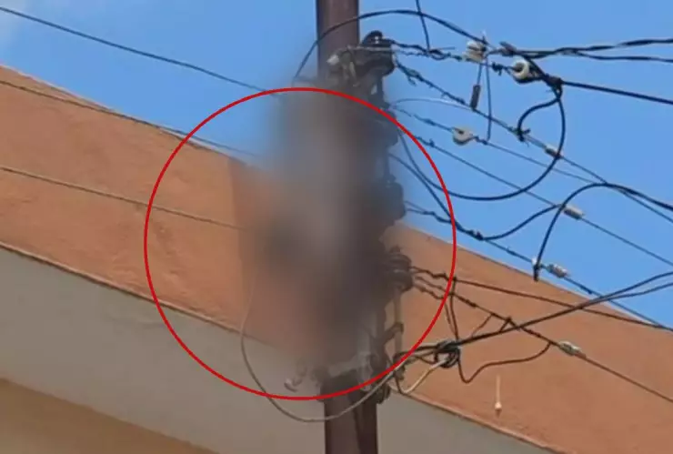 Así puedes identificar a una boa como la que dejó sin electricidad a una colonia en Mérida; A qué números puedo llamar para pedir ayuda_.jpg