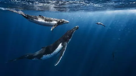 Dónde ver ballenas en Estados Unidos