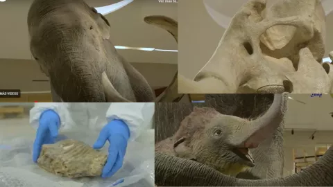 UNAM hallan nuevo linaje de mamut que habitó en la cuenca de México