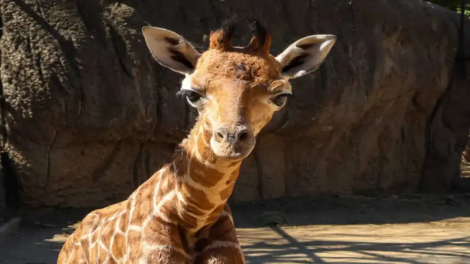 Nombran “Bartolomeo” a jirafita nacida en zoológico de Chapultepec.jpg