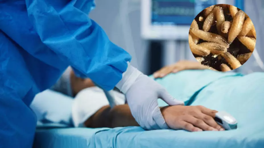 Primera muerte gusano barrenador México