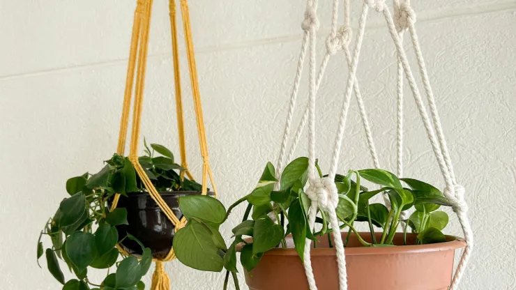 plantas de interior
