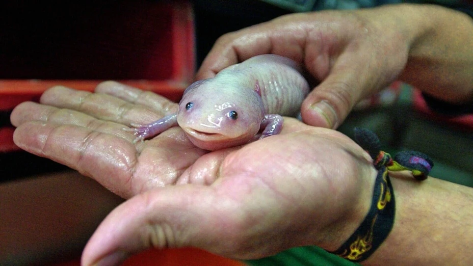Inicia 3ra edición de AdoptaAxolotl.jpg