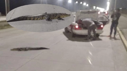 Encuentran lagarto deambulando en Coatzacoalcos.