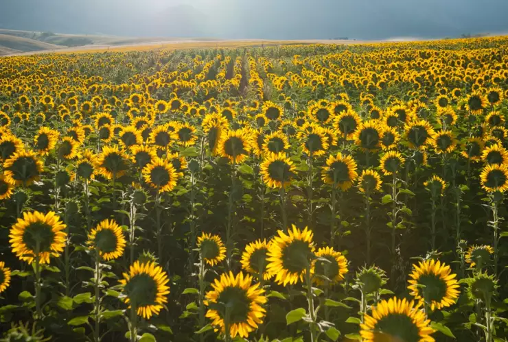 Este Pueblo Mágico de Mèxico lo caracteriza un campo girasoles