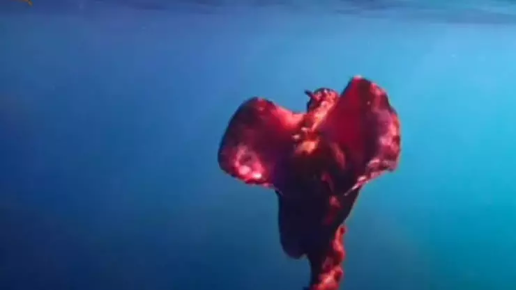 VIDEO_ Presunto alien aparece en playas mexicanas y genera sensación