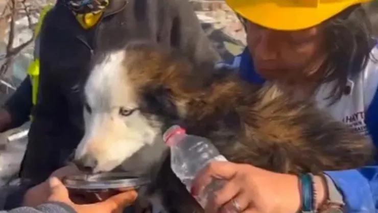 VIDEO Rescatan perro vivo 23 días después del terremoto Turquía