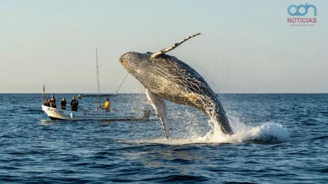  Avistamiento de ballenas en Oaxaca 