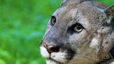Matan a puma en Nuevo León
