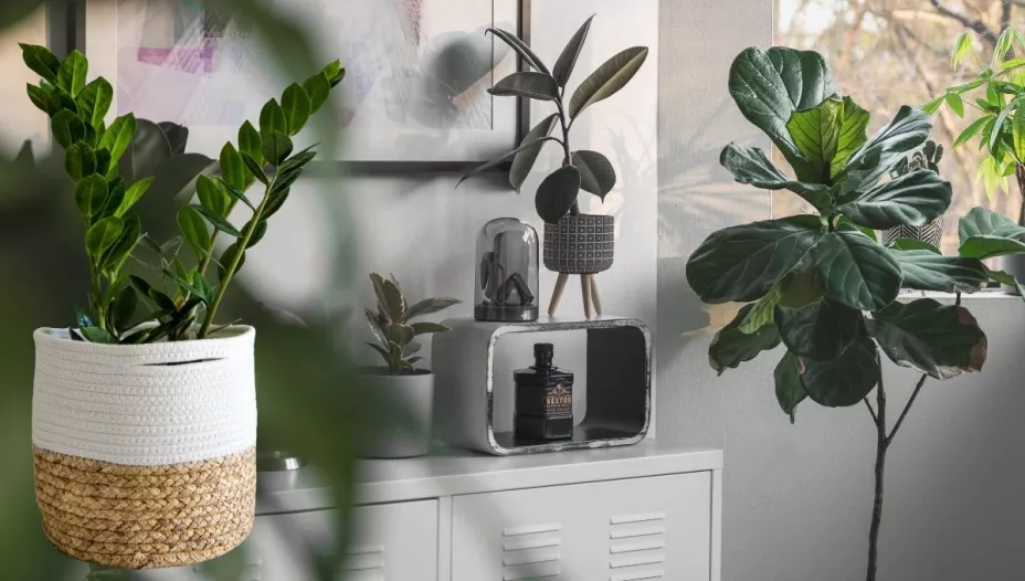 Qué dice el Feng Shui sobre las plantas artificiales dentro de casa.jpg
