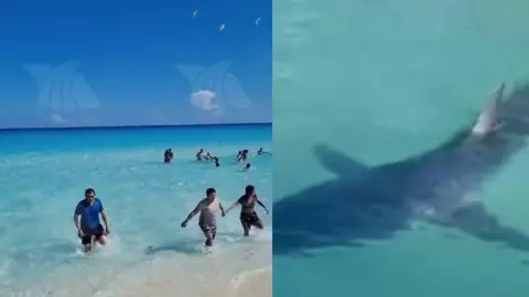 Tiburón en playa de Cancún sorprende a bañistas; video