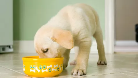 Hay una forma de conseguir alimento para perros totalmente gratis