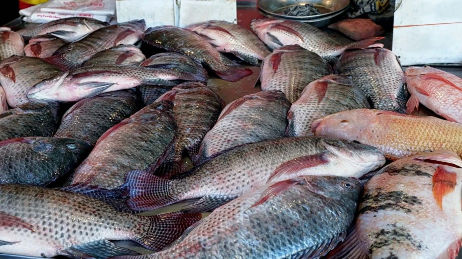 tilapia 2.jpg