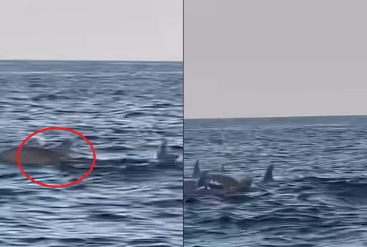 Captan delfines en Los Tuxtlas.