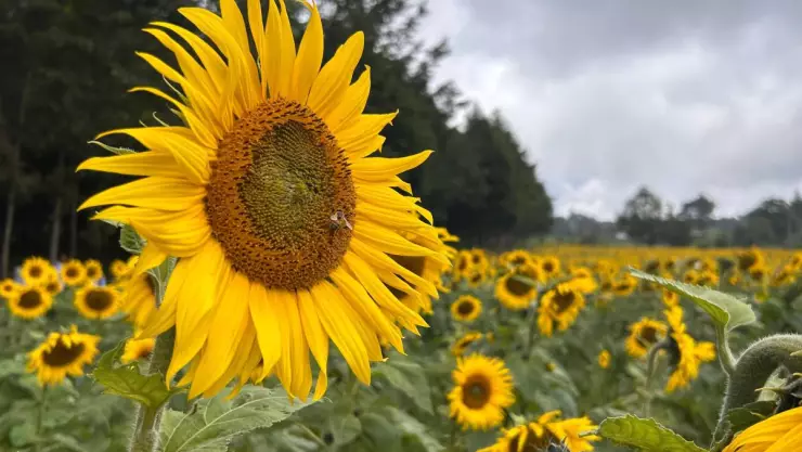 Campos de girasoles en Rafael Lucio.