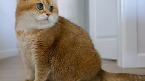 hosico-cat-gato