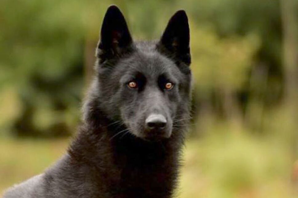 lobo2-02012020.jpg