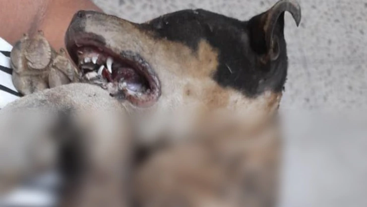 Exigen que se castiguen a los adolescentes que quemaron al perrito Huitzili en Léon, Guanajuato.