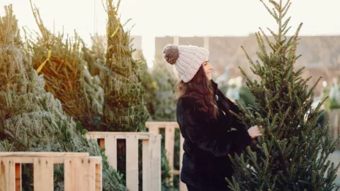 Árboles navideños naturales en Tijuana 2024 ¿Dónde los venden y cuánto cuestan?