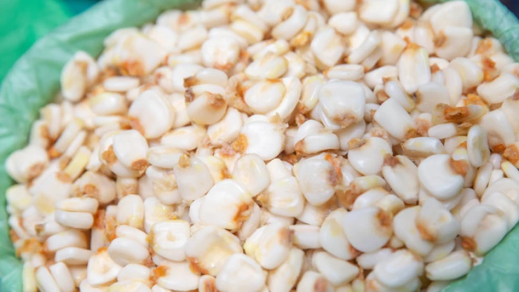 Crecerá en más de dos millones de toneladas la producción nacional de maíz grano en 2023: Agricultura