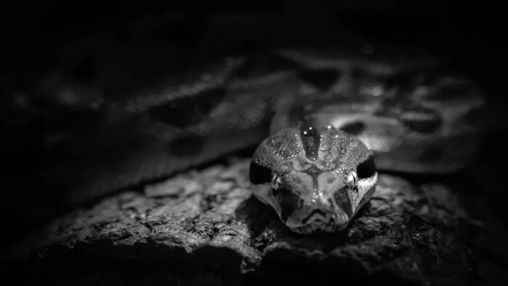 Hombre escondió más de 100 serpientes en sus pantalones y fue detenido en la aduana