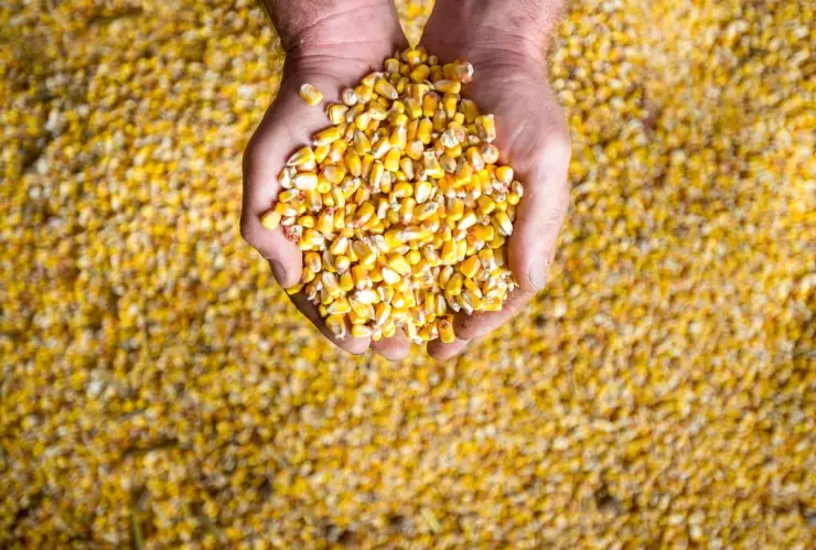 Maíz_Cofece_México_2024