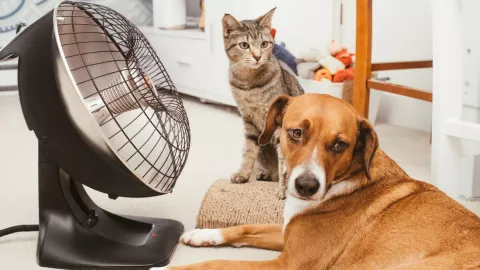 Recomendaciones para proteger a las mascotas del calor