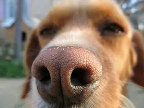 Perros huelen tus cosas