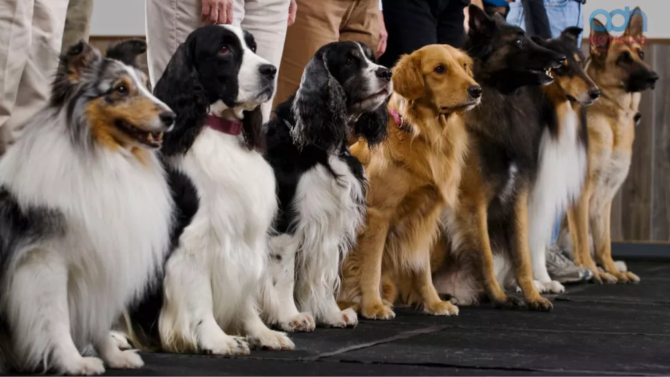 Las razas de perro más amigables y cariñosas