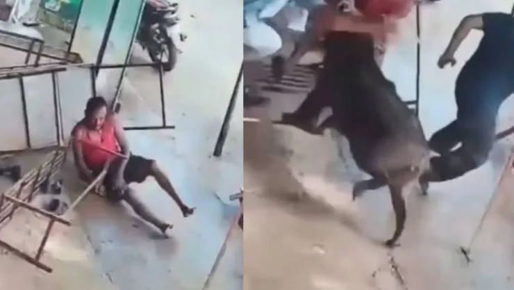 VIDEO: Captan momento en que jabalí irrumpió en un puesto de té y embistió a clientes en India