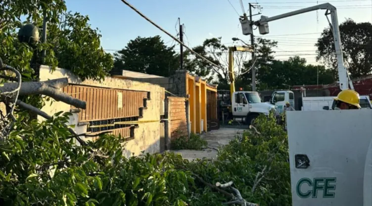 Personal de la CFE en Yucatán realizan trabajos de reconexión por la caída de un árbol.